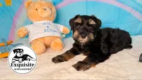 Tommy, a male Miniature Schnauzer for sale in Orlando, FL – 2 of 2