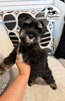 Tommy AKC payment plan, a male Miniature Schnauzer for sale in Orlando, FL – 2 of 4