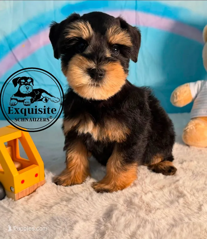 Seth – Miniature Schnauzer puppy for sale in Orlando, FL