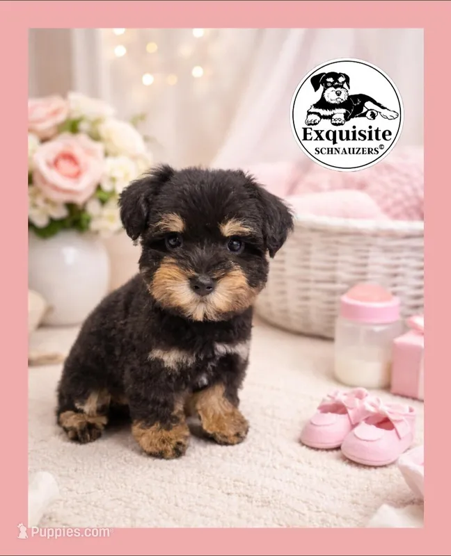 Valentina  – Miniature Schnauzer puppy for sale in Orlando, FL