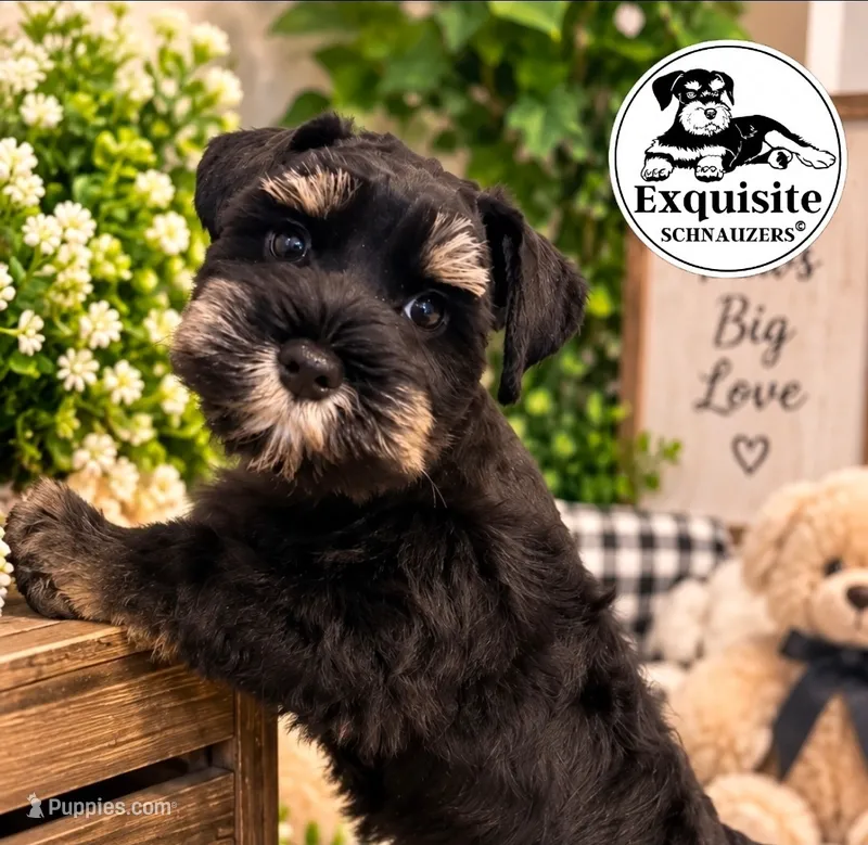 Tommy AKC payment plan – Miniature Schnauzer puppy for sale in Orlando, FL