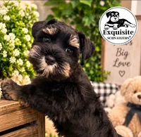 Tommy AKC payment plan, a male Miniature Schnauzer for sale in Orlando, FL – 1 of 5