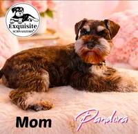 Tommy AKC payment plan, a male Miniature Schnauzer for sale in Orlando, FL – 4 of 4