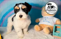 Tony, a male Miniature Schnauzer for sale in Orlando, FL – 2 of 3