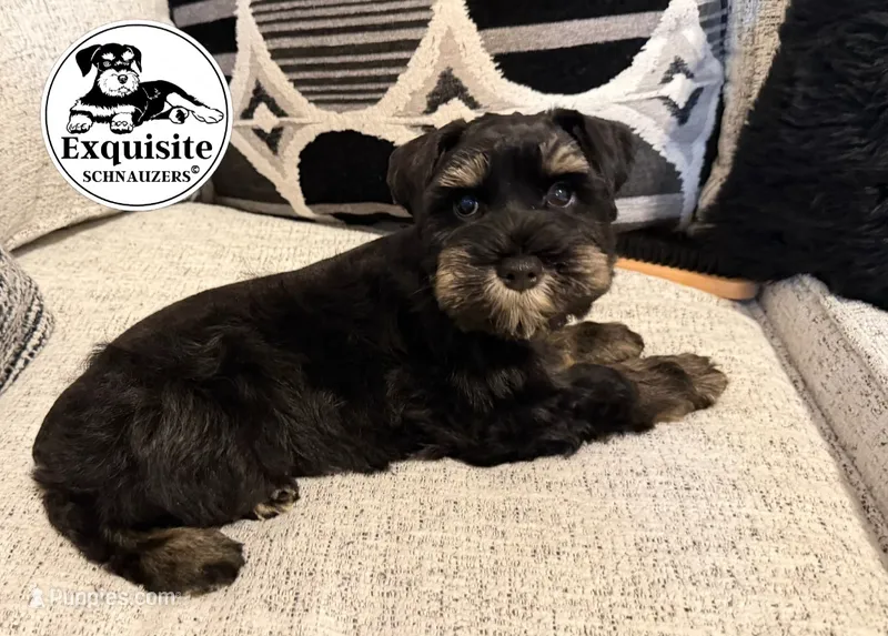 Tommy AKC – Miniature Schnauzer puppy for sale in Orlando, FL