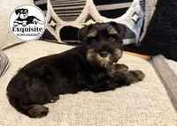 Tommy AKC payment plan, a male Miniature Schnauzer for sale in Orlando, FL – 1 of 4