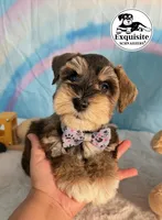 Simon, a male Miniature Schnauzer for sale in Orlando, FL – 1 of 1