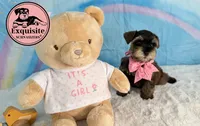 Sabrina, a female Miniature Schnauzer for sale in Orlando, FL – 2 of 3