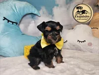 Omari, a male Miniature Schnauzer for sale in Orlando, FL – Photo 3 of 6