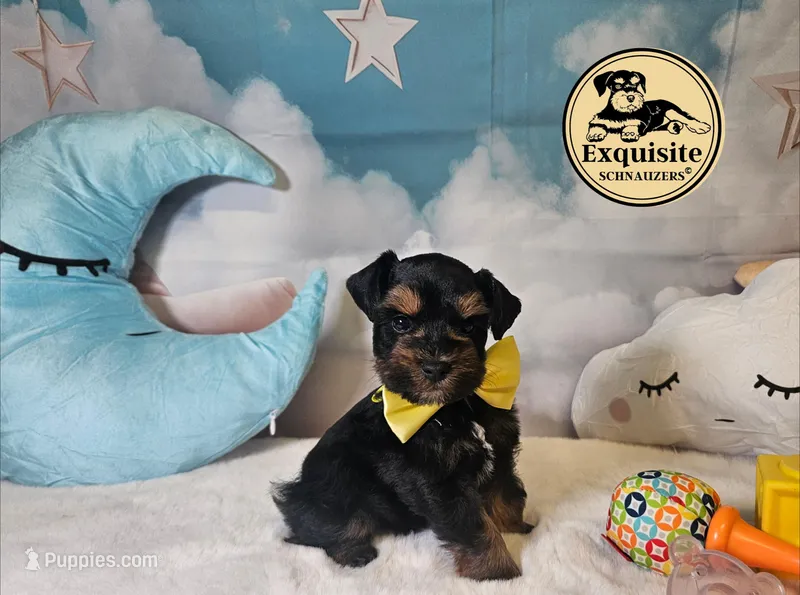 Omari – Miniature Schnauzer puppy for sale in Orlando, FL