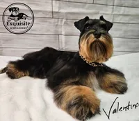 Omari, a male Miniature Schnauzer for sale in Orlando, FL – Photo 6 of 6