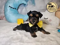 Omari, a male Miniature Schnauzer for sale in Orlando, FL – Photo 4 of 6