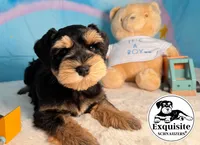 Sam , a male Miniature Schnauzer for sale in Orlando, FL – 2 of 2