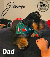 Tommy AKC payment plan, a male Miniature Schnauzer for sale in Orlando, FL – 3 of 4