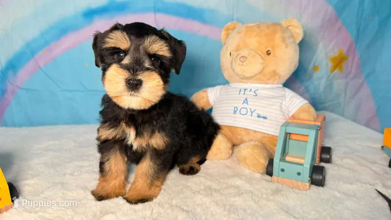 Seth – Miniature Schnauzer puppy for sale in Orlando, FL