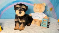 Seth, a male Miniature Schnauzer for sale in Orlando, FL – 1 of 1