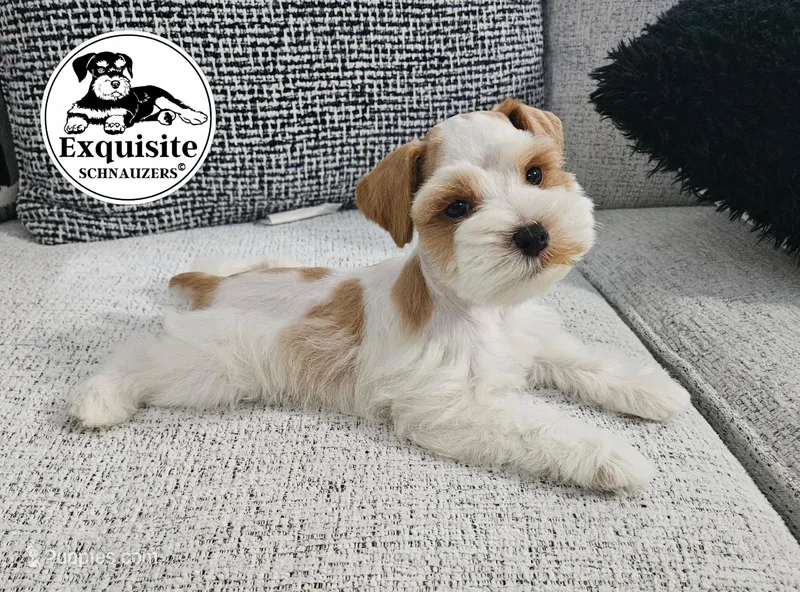 Prince – Miniature Schnauzer puppy for sale in Orlando, FL