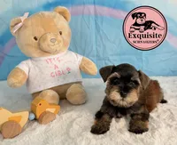 Sabrina, a female Miniature Schnauzer for sale in Orlando, FL – 3 of 3