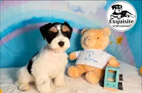 Tony, a male Miniature Schnauzer for sale in Orlando, FL – 3 of 3