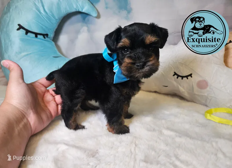 Oscar – Miniature Schnauzer puppy for sale in Orlando, FL