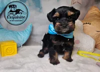 Oscar, a male Miniature Schnauzer for sale in Orlando, FL – Photo 2 of 6