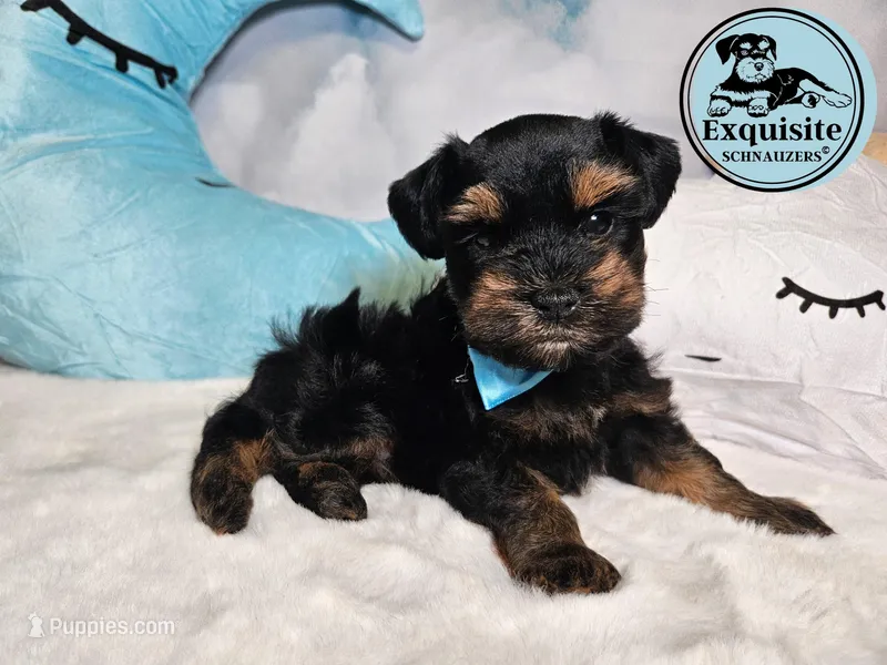 Oscar (payment plan available) – Miniature Schnauzer puppy for sale in Orlando, FL