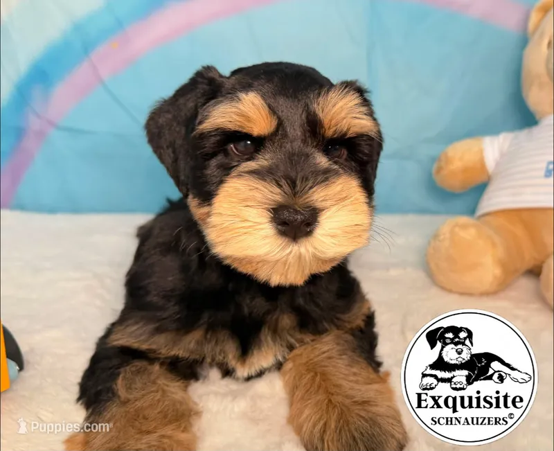Sam  – Miniature Schnauzer puppy for sale in Orlando, FL