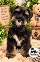 Tommy AKC payment plan, a male Miniature Schnauzer for sale in Orlando, FL – 3 of 5