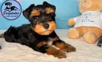 Tobias, a male Miniature Schnauzer for sale in Orlando, FL – 2 of 2