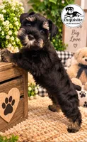 Tommy AKC payment plan, a male Miniature Schnauzer for sale in Orlando, FL – 2 of 5