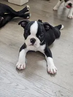 Boston Girl (Yellow), a female Boston Terrier for sale in Little Elm, TX – 2 of 4
