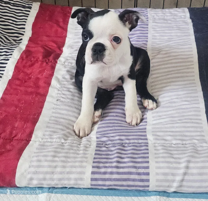 Boston Girl (Green) – Boston Terrier puppy for sale in Little Elm, TX