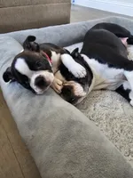 Boston Girl (Pink), a female Boston Terrier for sale in Little Elm, TX – 2 of 4