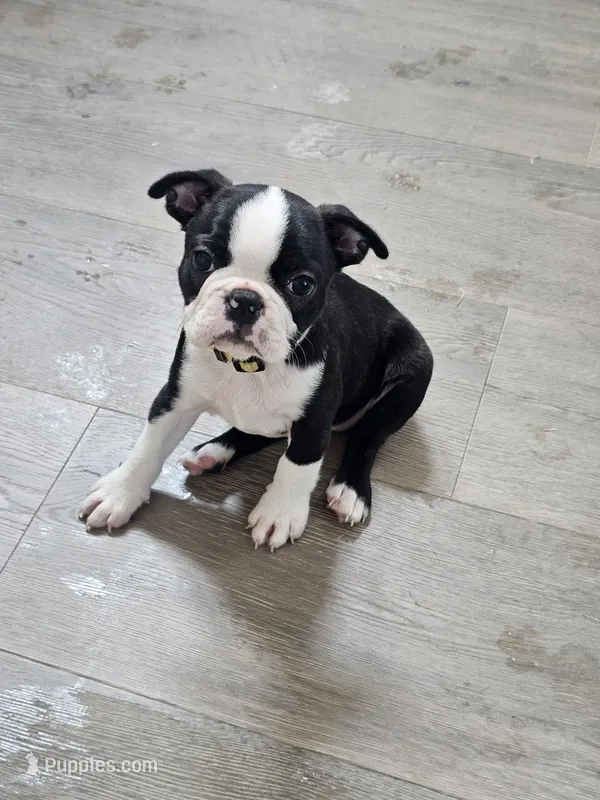 Boston Girl (Yellow) – Boston Terrier puppy for sale in Little Elm, TX