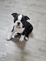 Boston Girl (Yellow), a female Boston Terrier for sale in Little Elm, TX – 1 of 4