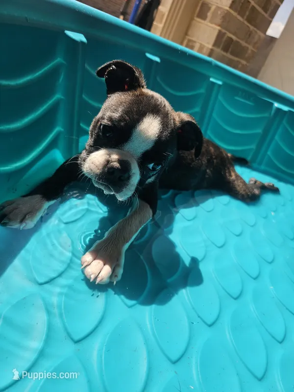 Boston Girl (Purple) – Boston Terrier puppy for sale in Little Elm, TX