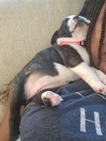 Boston Girl (Pink), a female Boston Terrier for sale in Little Elm, TX – 4 of 4