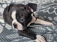 Boston Girl (Purple), a female Boston Terrier for sale in Little Elm, TX – 3 of 3