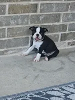 Boston Girl (Yellow), a female Boston Terrier for sale in Little Elm, TX – 3 of 4