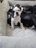 Boston Girl (Green), a female Boston Terrier for sale in Little Elm, TX – 3 of 3