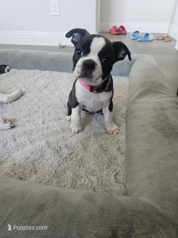 Boston Girl (Pink) – Boston Terrier puppy for sale in Little Elm, TX