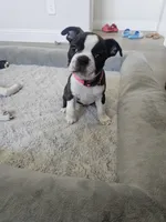 Boston Girl (Pink), a female Boston Terrier for sale in Little Elm, TX – 1 of 4