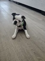 Boston Girl (Green), a female Boston Terrier for sale in Little Elm, TX – 2 of 3