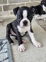Boston Girl (Purple), a female Boston Terrier for sale in Little Elm, TX – 2 of 3
