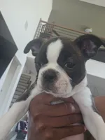 Boston Girl (Pink), a female Boston Terrier for sale in Little Elm, TX – 3 of 4