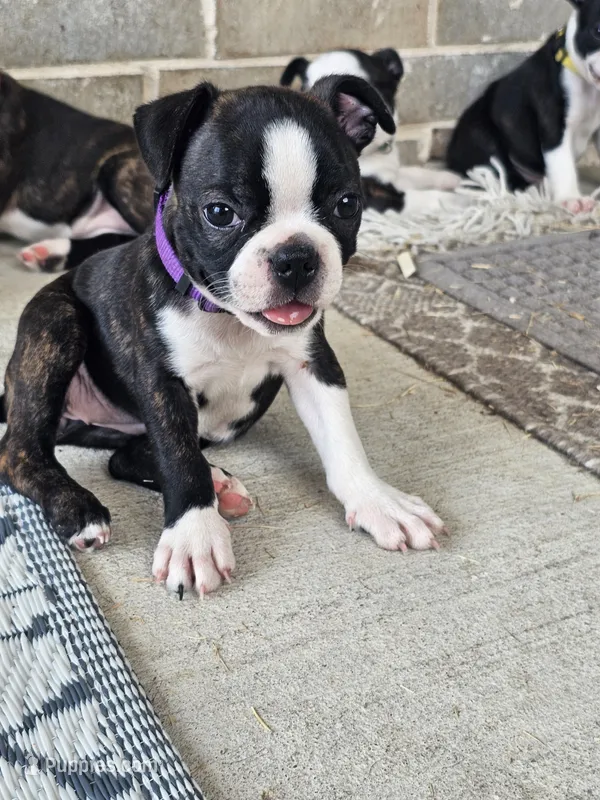 Boston Girl (Purple) – Boston Terrier puppy for sale in Little Elm, TX