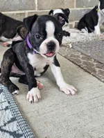 Boston Girl (Purple), a female Boston Terrier for sale in Little Elm, TX – 1 of 3