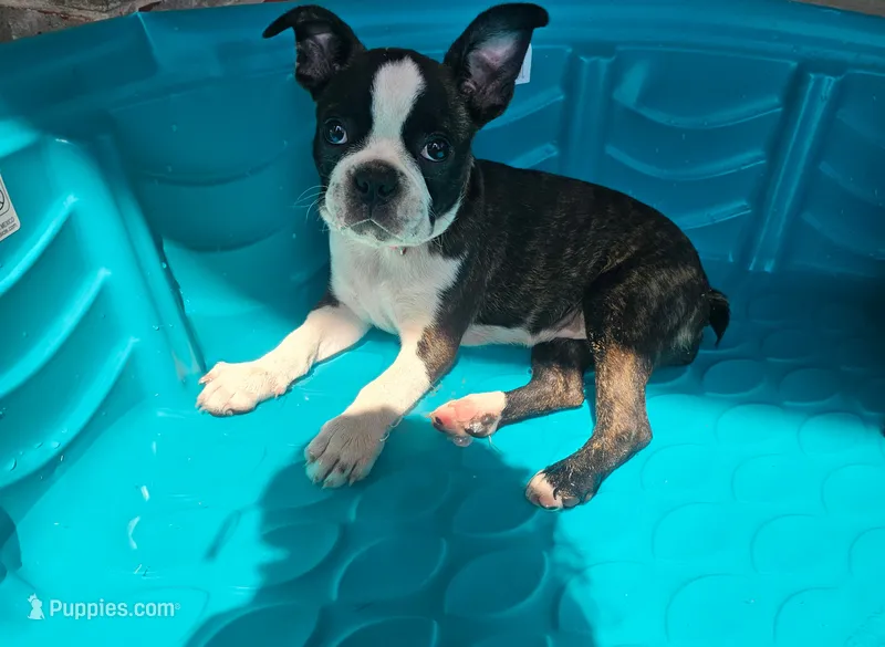 Boston Girl (Pink) – Boston Terrier puppy for sale in Little Elm, TX