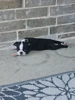 Boston Girl (Yellow), a female Boston Terrier for sale in Little Elm, TX – 4 of 4