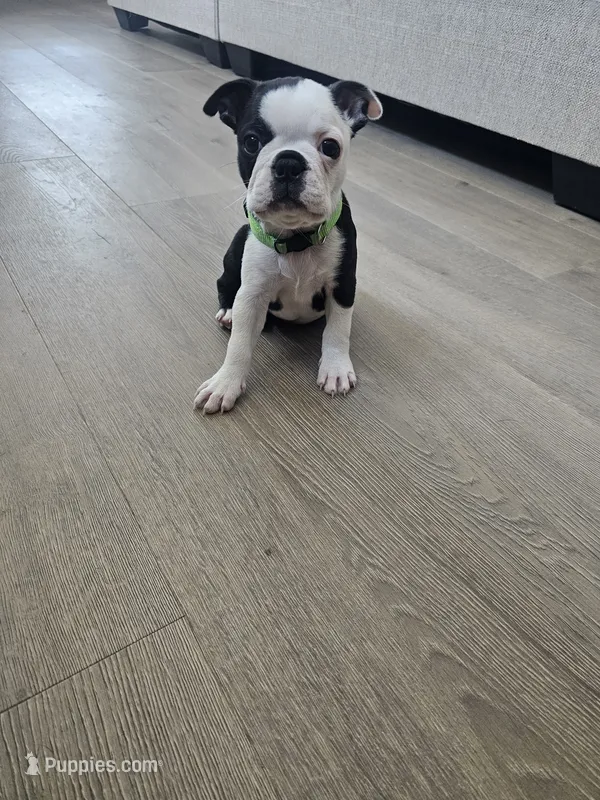 Boston Girl (Green) – Boston Terrier puppy for sale in Little Elm, TX